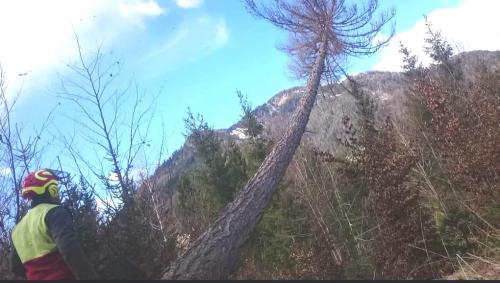 Baumfällungen und Schlägerungsarbeiten