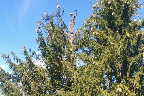 Baumpflege und Baumschnitt